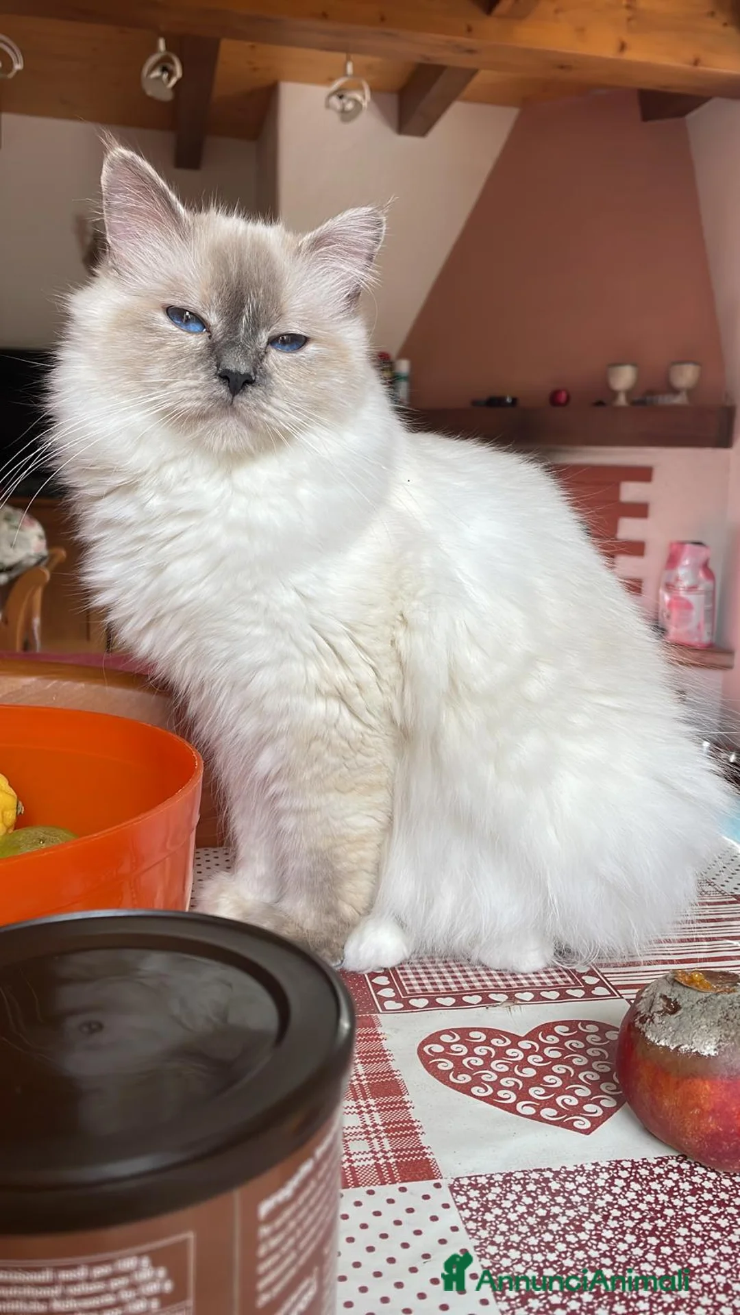 Sacro di Birmania gatti in vendita: Gattina sacro di Birmania a Città metropolitana di Milano - Annuncio 2