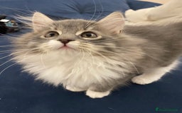 Siberiano gatti in vendita: Gattini siberiani a Provincia di Padova - Immagine 10