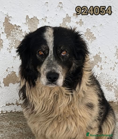Meticcio cani Bruno - Annuncio 33
