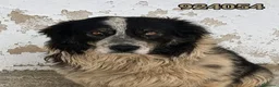 Meticcio cani in regalo: Bruno - Annuncio 1