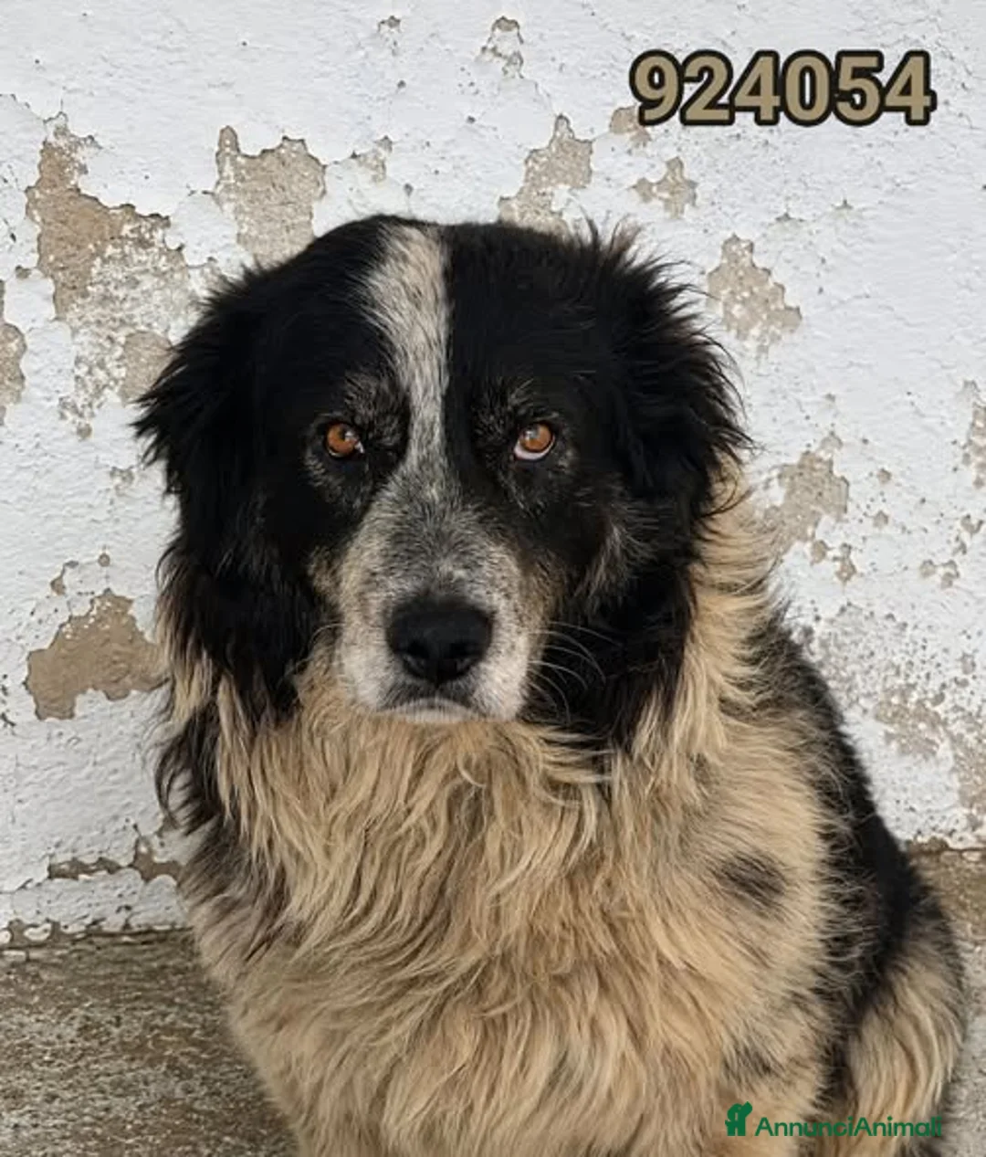 Meticcio cani in regalo: Bruno - Annuncio 1