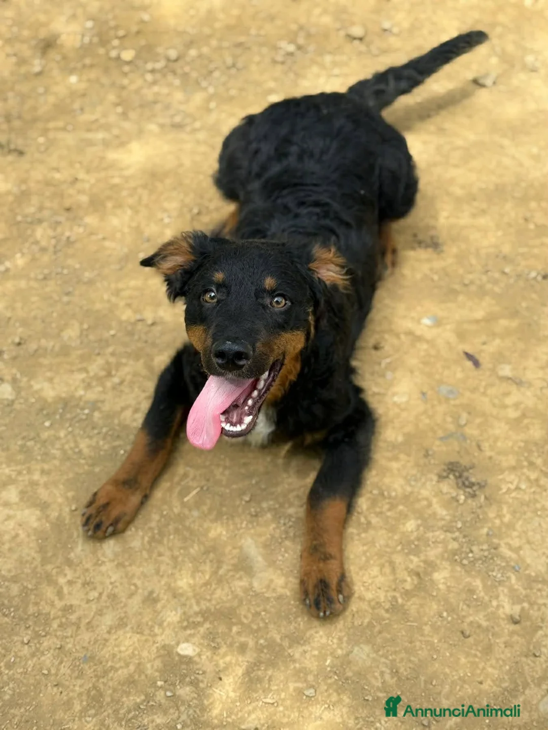 Meticcio cani in regalo: ZAYN, il cucciolo più affettuoso della terra! - Annuncio 8
