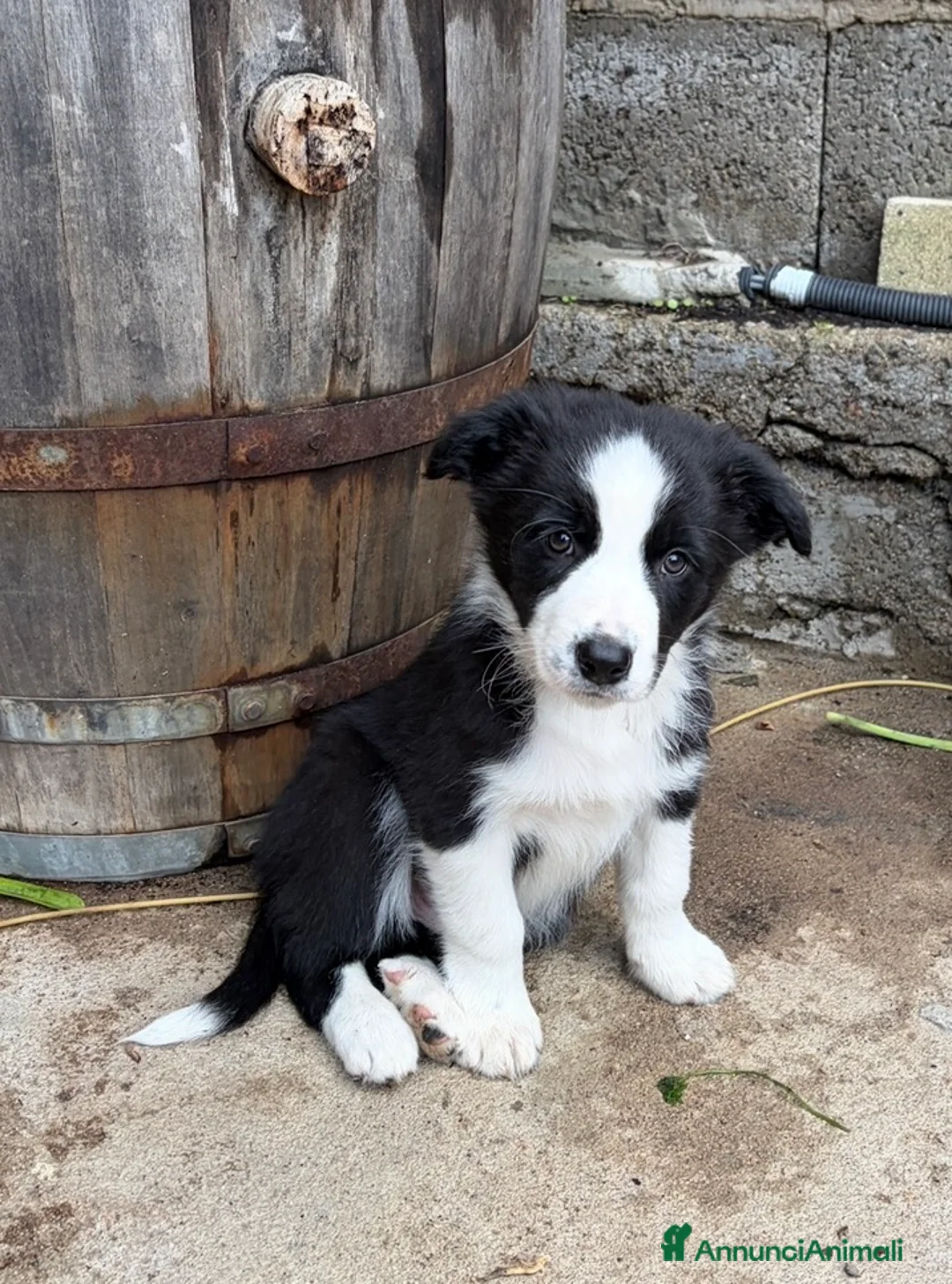 Border Collie cani in vendita: Cuccioli border collie  - Annuncio 2