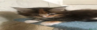 Maine Coon 4