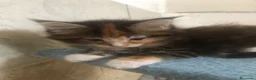 Maine Coon gatti in vendita: Cuccioli Maine Coon - Annuncio 5