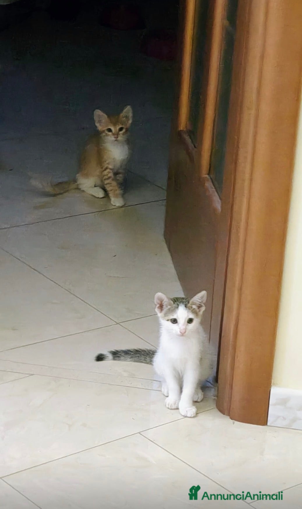 Meticcio gatti Gattini - Annuncio 3