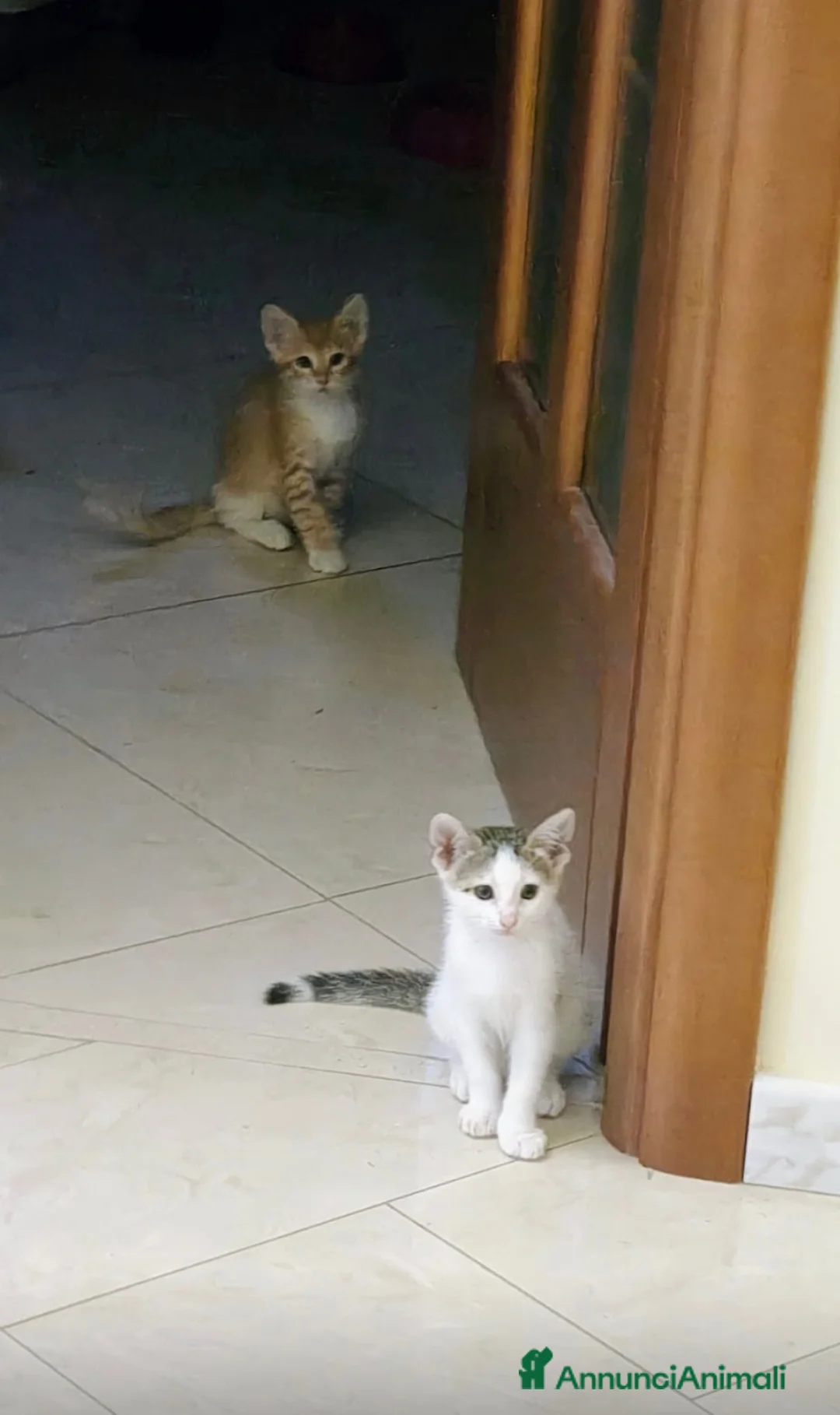 Meticcio gatti in regalo: Gattini - Annuncio 1