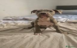 American Staffordshire cani in vendita: Cuccioli di Americanstaffordshire Terrier Bluenose a Città metropolitana di Roma Capitale - Immagine 2