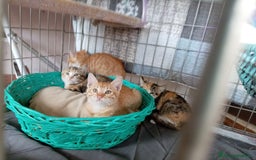 Europeo gatti in regalo: 5 cuccioli e mamma cercano casa❤️ - Immagine 9