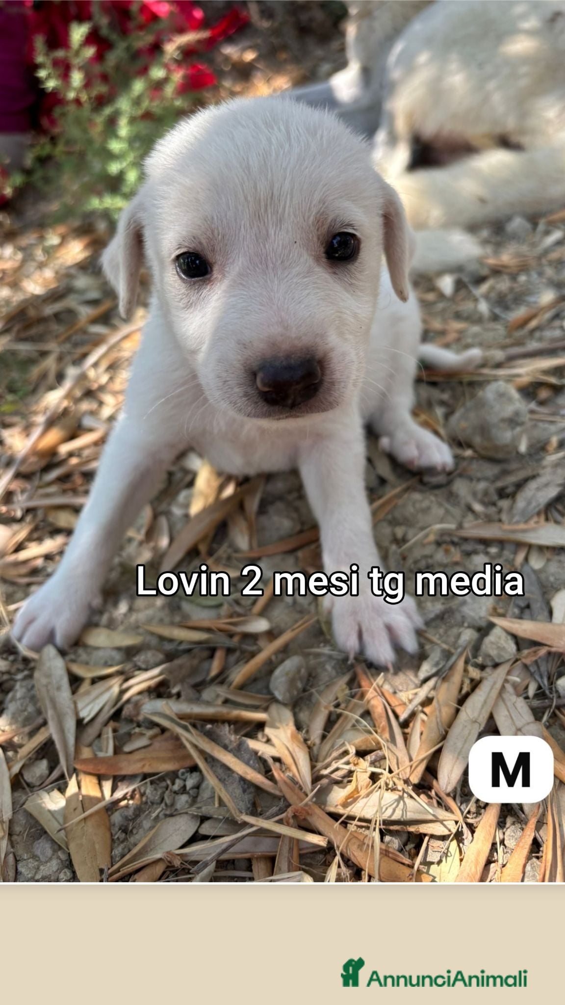 Meticcio cani Cuccioli esclusi e soli - Annuncio 31