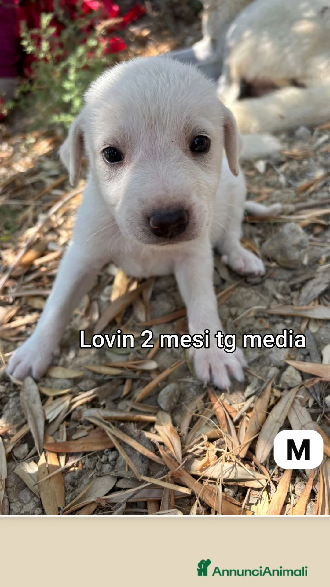 Meticcio cani in regalo: Cuccioli esclusi e soli a Città Metropolitana di Genova - Annuncio 1