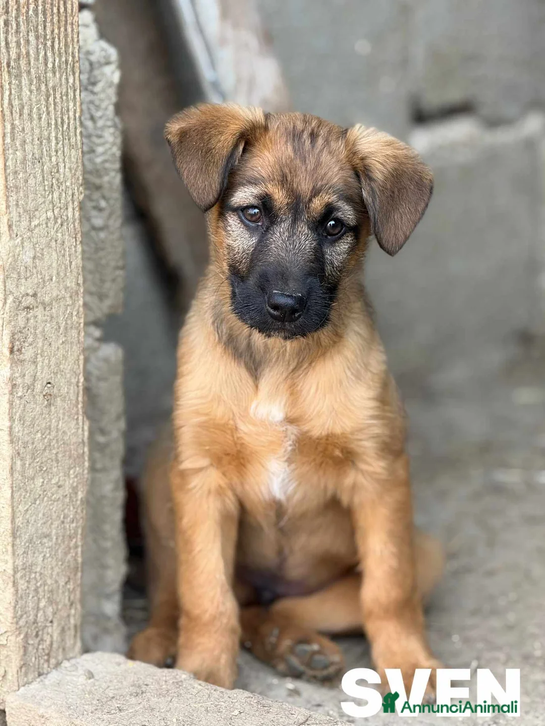 Meticcio cani in regalo: SVEN & SILAS, fratellini simpaticissimi! TG MEDIA - Annuncio 4