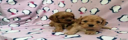 Cavapoo cani in vendita: Cavapoo cuccioli - Annuncio 2