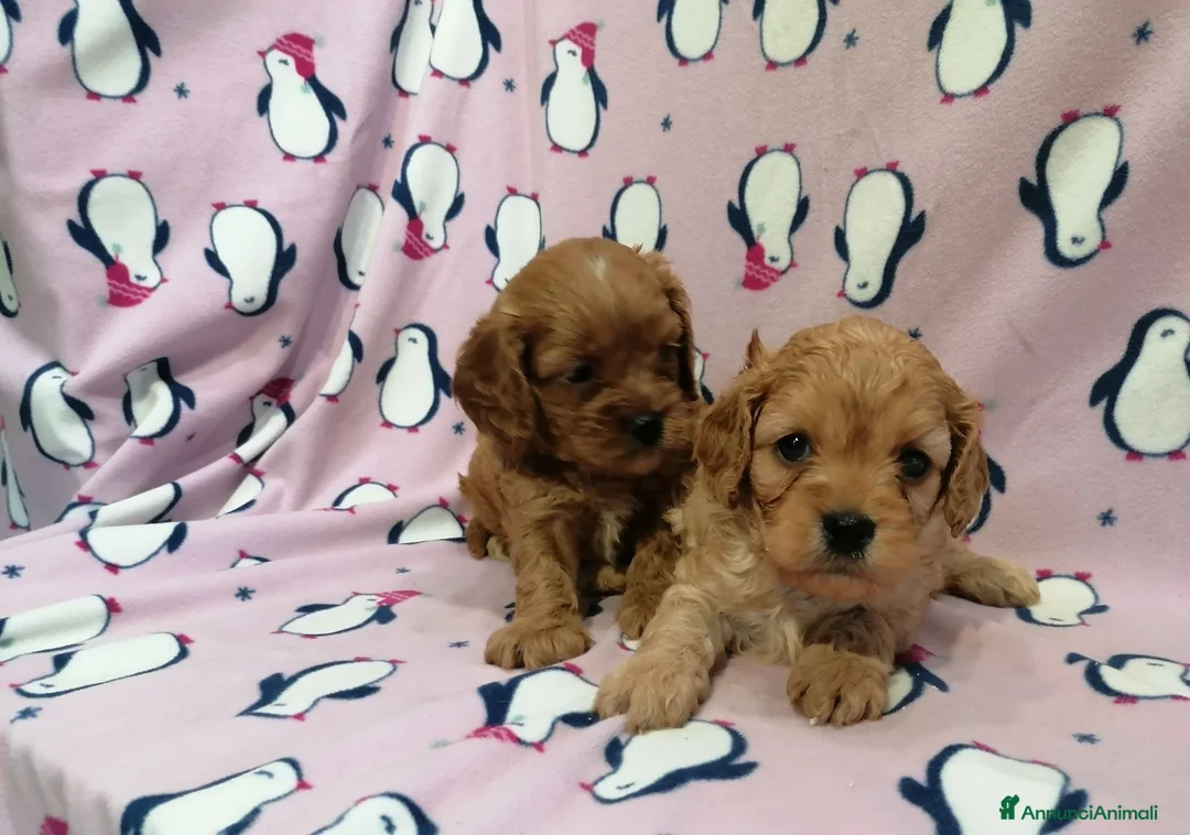 Cavapoo cani in vendita: Cavapoo cuccioli - Annuncio 2
