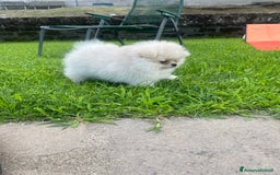 Volpino Pomerania cani in vendita: Volpino di Pomerania spritz nano  a Provincia di Viterbo - Immagine 4