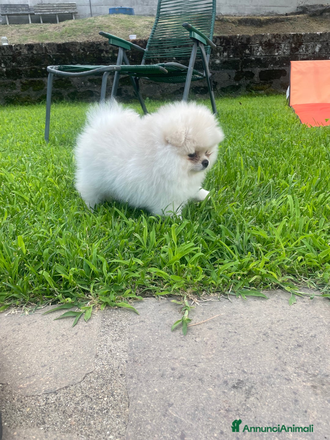 Volpino Pomerania cani in vendita: Volpino di Pomerania spritz nano  a Provincia di Viterbo - Immagine 4
