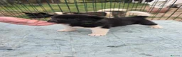 Akita Americano cani in vendita: Cuccioli Akita Americano  - Annuncio 25
