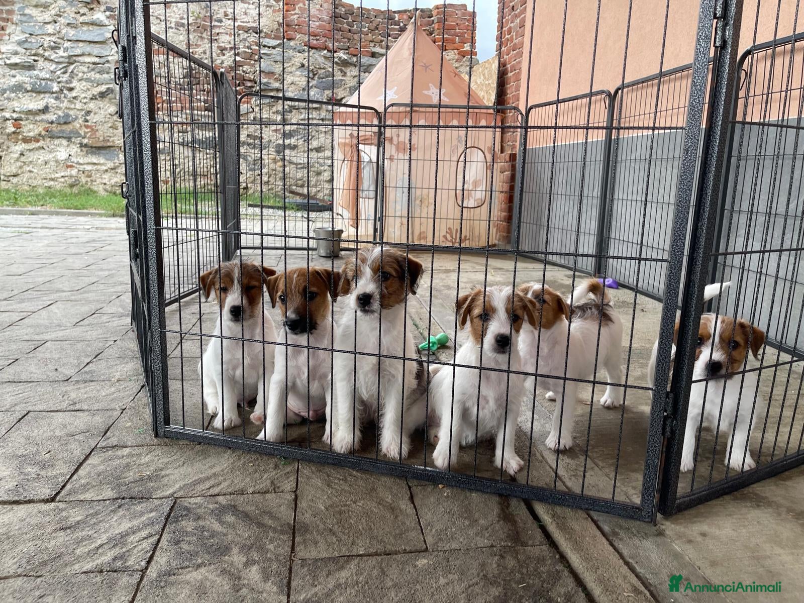 Jack Russell cani in vendita: Jack Russell cercano casa - Annuncio 1