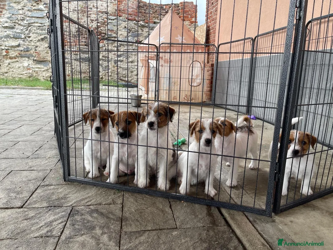 Jack Russell cani in vendita: Jack Russell cercano casa - Annuncio 1