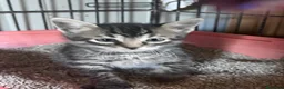Europeo gatti in regalo: Gattini fratelli e sorella - Annuncio 3