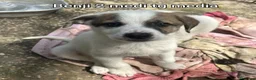 Meticcio cani in regalo: CUCCIOLI ESCLUSI E SOLI!!! a Città Metropolitana di Genova - Annuncio 7