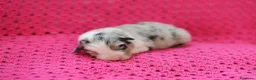 Australian Shepherd cani in vendita: Cuccioli di pastore australiano  - Annuncio 2