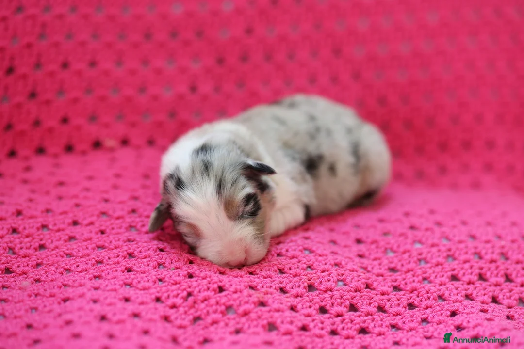 Australian Shepherd cani in vendita: Cuccioli di pastore australiano  - Annuncio 2