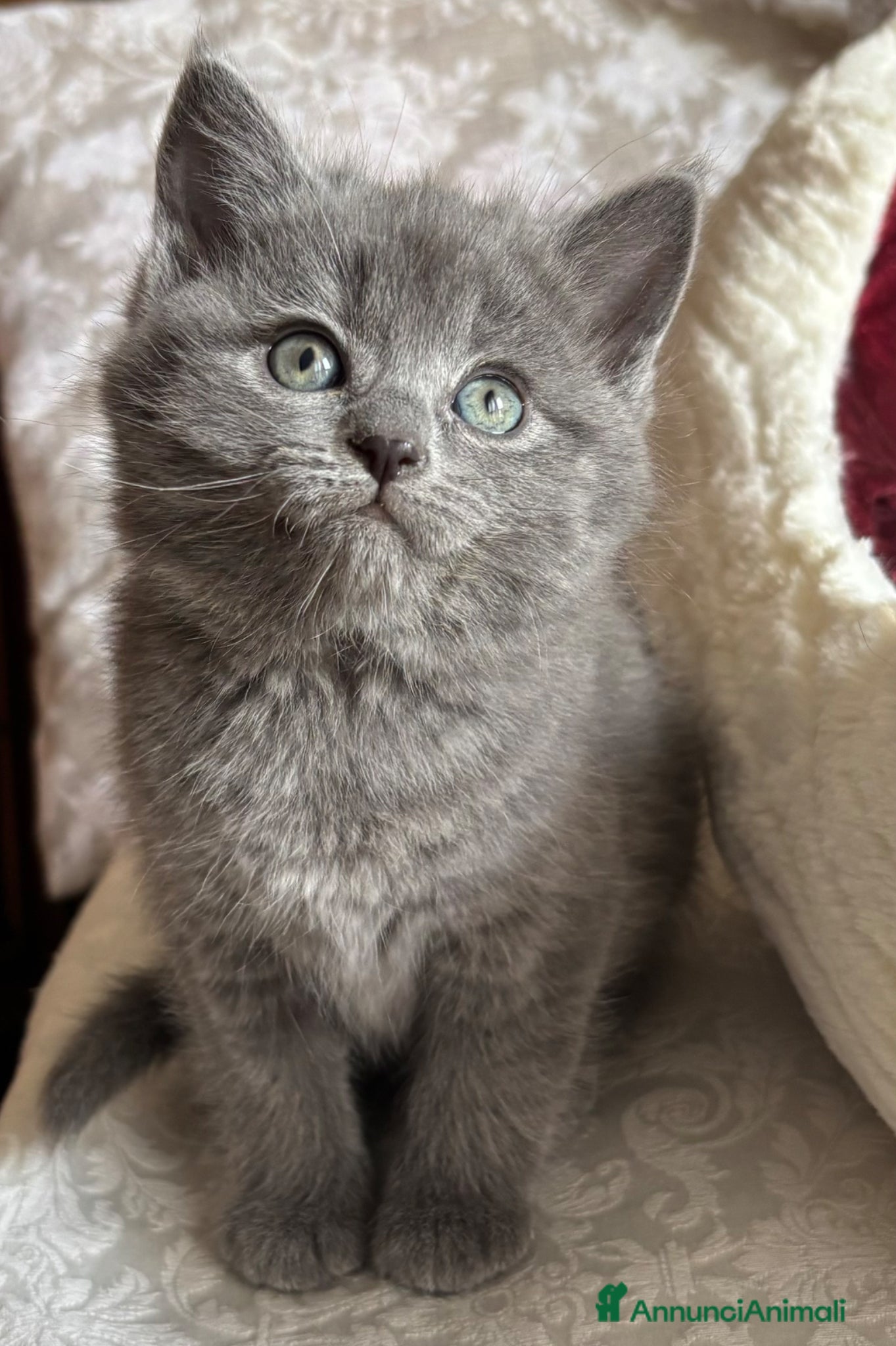Certosino gatti in vendita: Cuccioli di certosino con pedigree  - Annuncio 1