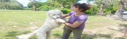 Meticcio cani in regalo: MIRTILLO E LA SUA GIOIA DI VIVERE...IN ADOZIONE - Annuncio 2