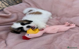 Pechinese cani in vendita: Cuccioli pechinese  a Рим - Immagine 2