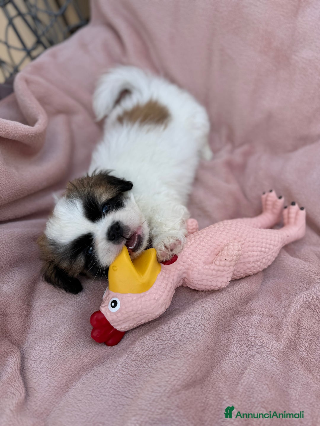 Pechinese cani in vendita: Cuccioli pechinese  a Рим - Immagine 2