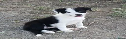 Border Collie cani in vendita: Border collie linea da lavoro - Annuncio 6