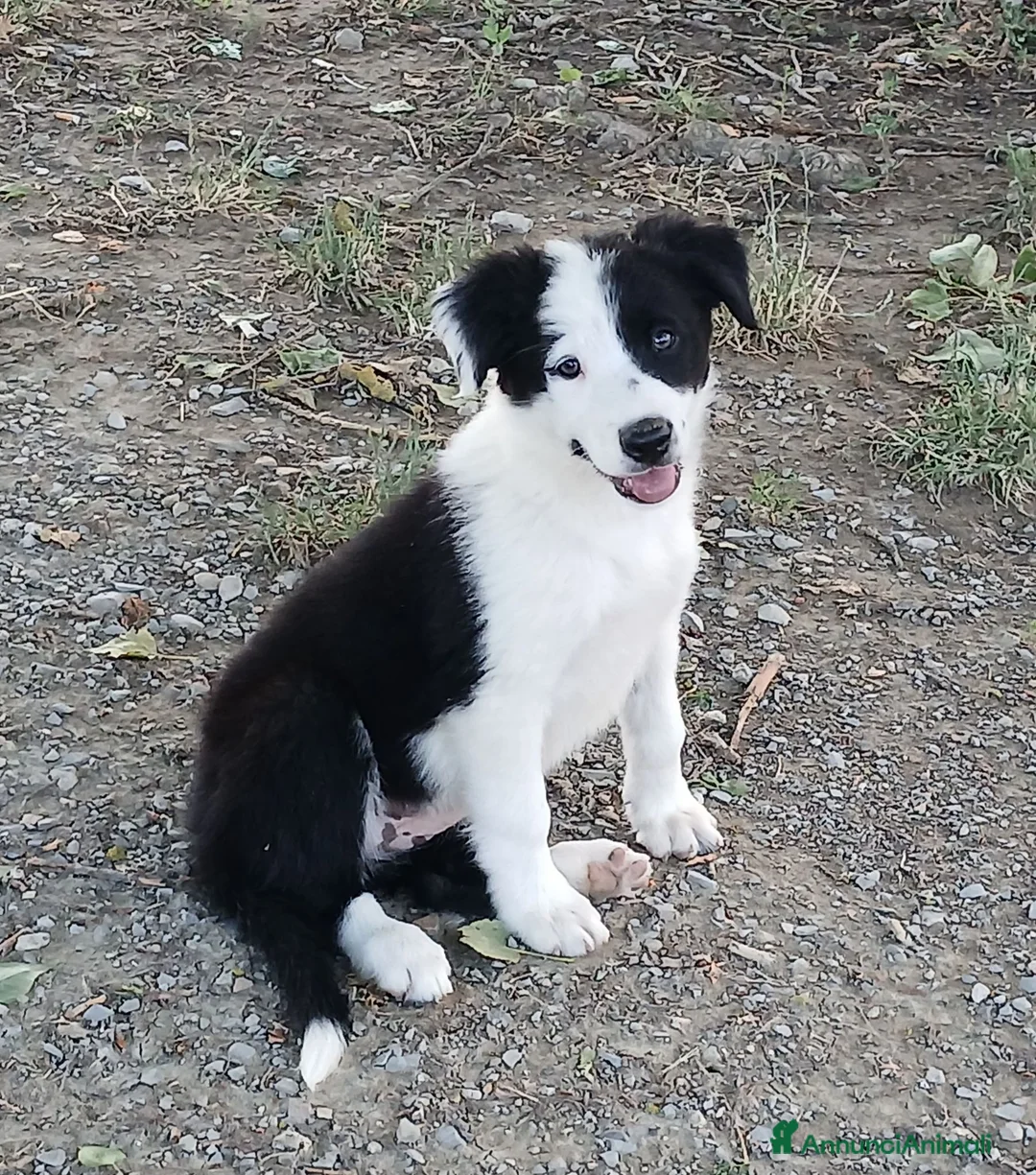 Border Collie cani in vendita: Border collie linea da lavoro - Annuncio 6