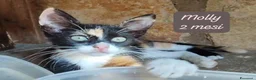 Meticcio gatti in regalo: Urgenti famiglie per questi gattini  a Provincia di Monza e della Brianza - Annuncio 2