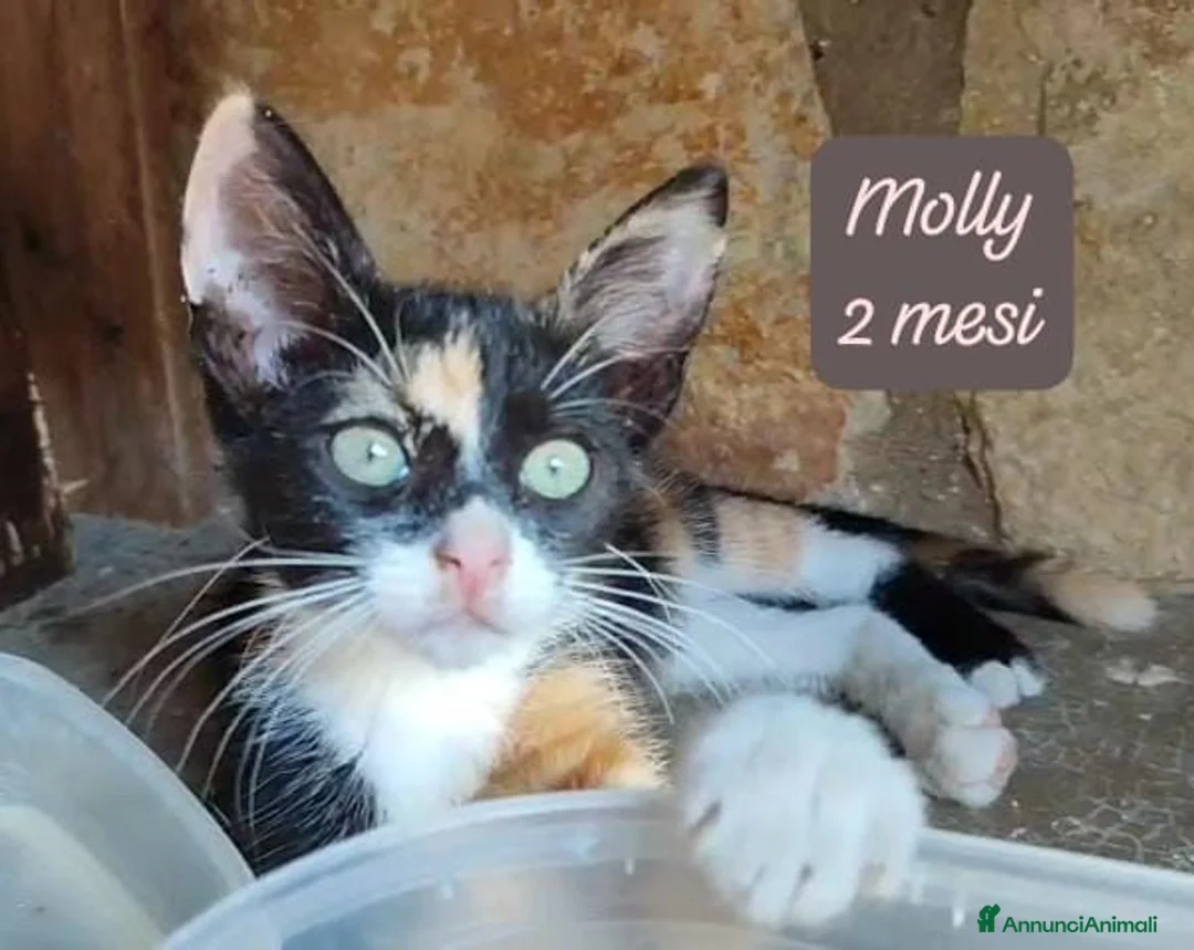 Meticcio gatti in regalo: Urgenti famiglie per questi gattini  a Provincia di Monza e della Brianza - Annuncio 2