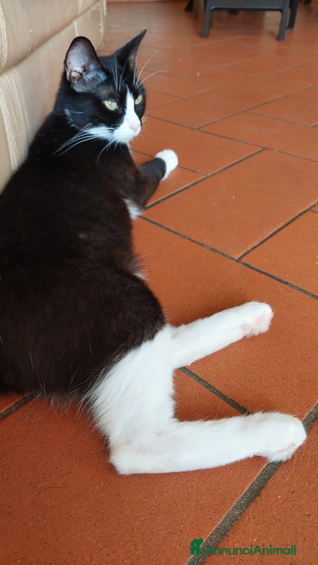 Meticcio gatti in regalo: Regalo due gattine di due e tre anni - Immagine 1