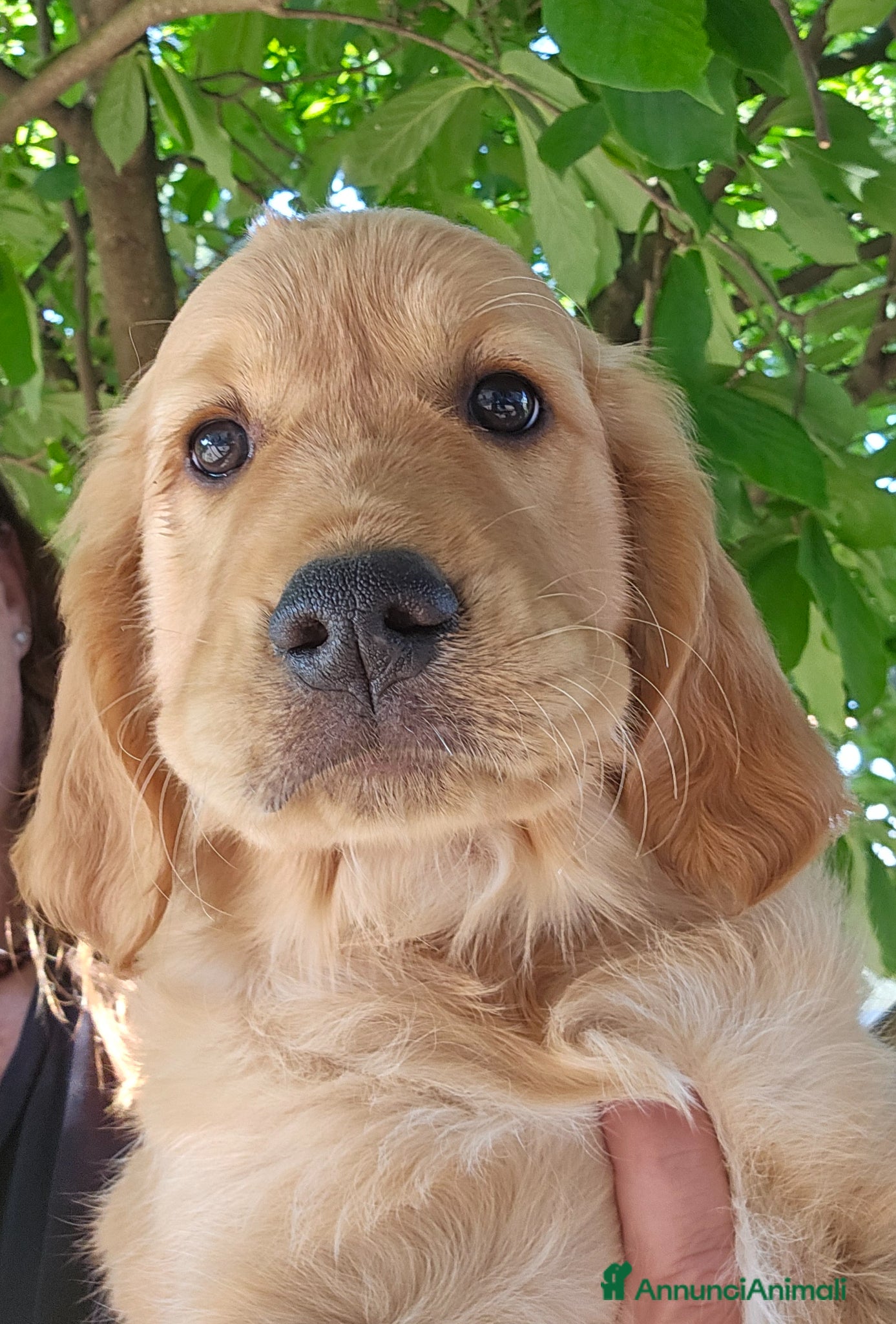 Golden Retriever cani CUCCIOLI GOLDEN RETRIEVER  - Annuncio 2