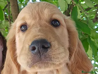 Golden Retriever cani CUCCIOLI GOLDEN RETRIEVER - Annuncio 2