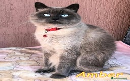 Siamese gatti in regalo: AMBER a Città metropolitana di Roma Capitale - Immagine 1