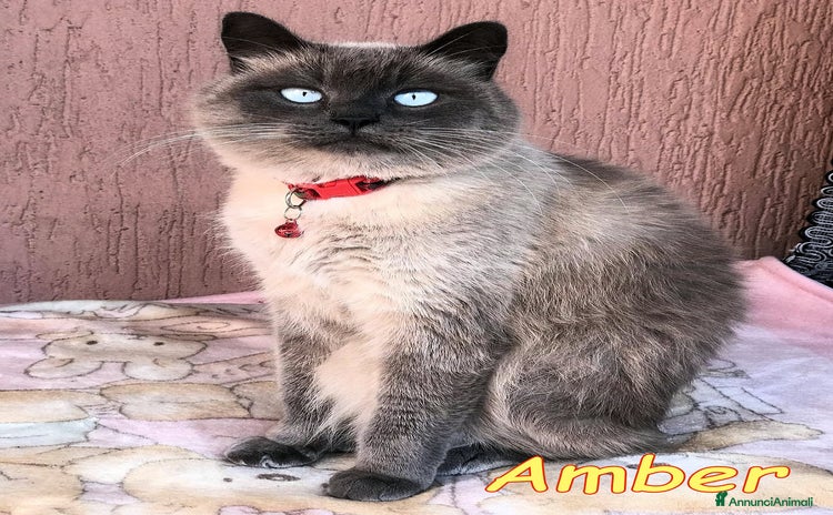 Siamese gatti a Città metropolitana di Roma Capitale - Annuncio 11