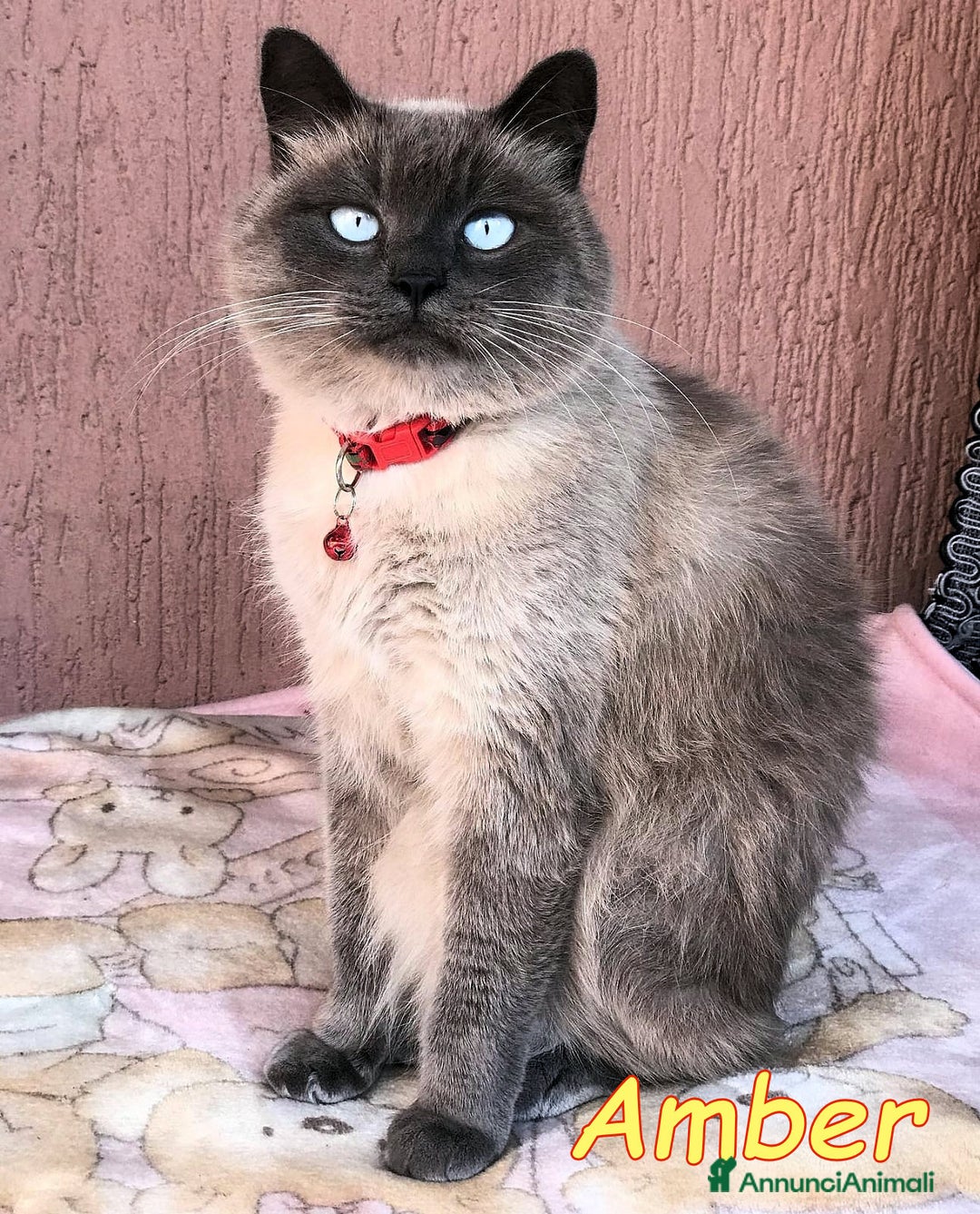 Siamese gatti in regalo: AMBER a Città metropolitana di Roma Capitale - Immagine 1