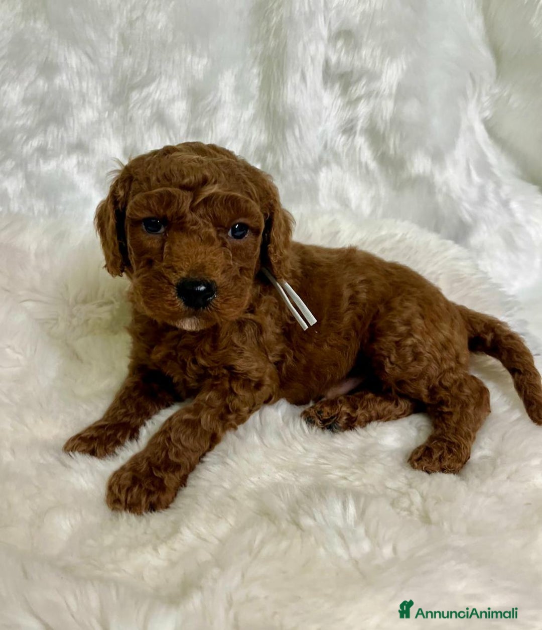 Golden Retriever cani in vendita: Australian Golden DoubleDoodle - Annuncio 7