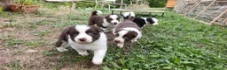 Border Collie cani in vendita: Cuccioli di Border Collie - Annuncio 13