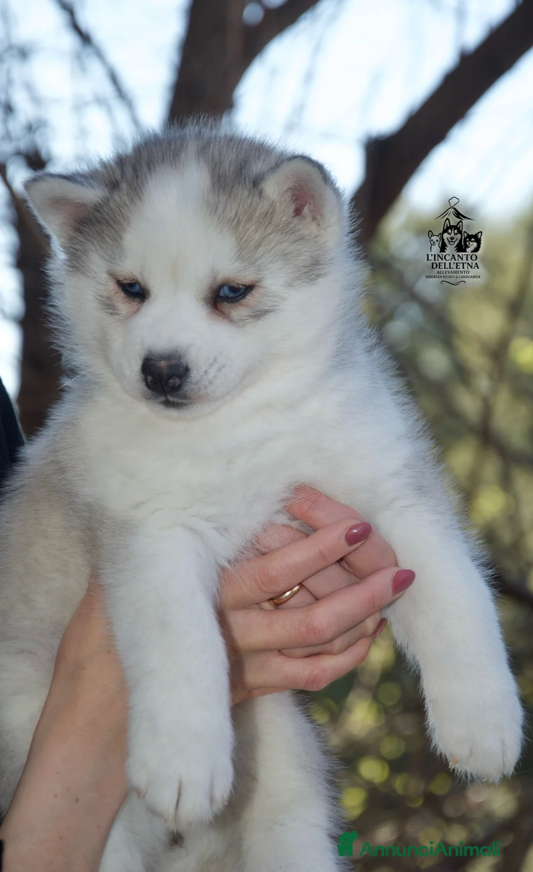 Husky cani in vendita: Cucciolo Siberian husky linea russa pedigree Enci  a Città metropolitana di Roma Capitale - Annuncio 2
