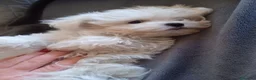 Maltese cani in vendita: Cuccioli maschietti Maltese Mini - Annuncio 4
