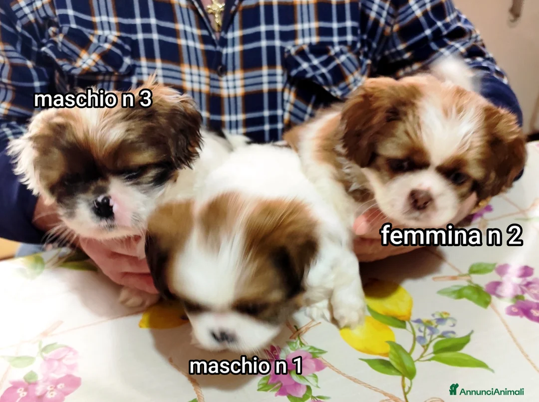 Meticcio cani in vendita: Bellissimi cuccioli cercano amore e casa   - Annuncio 9