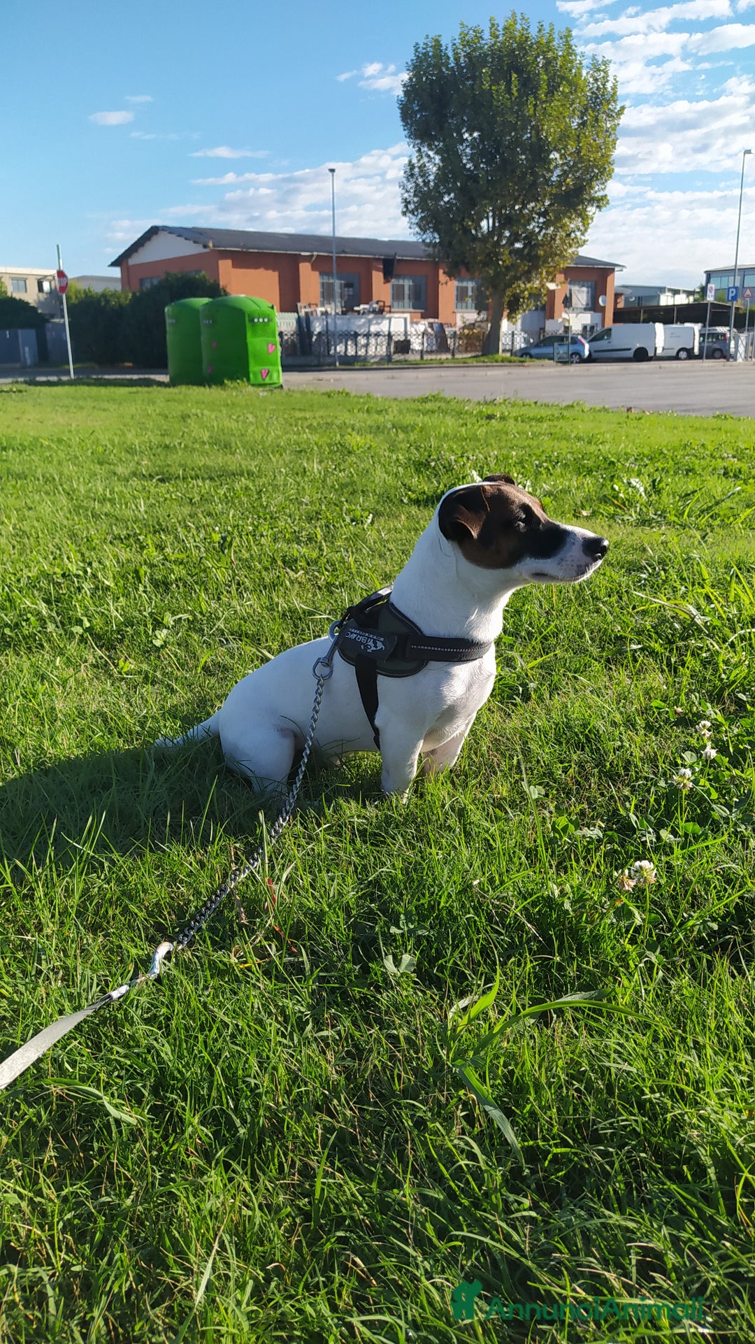 Jack Russell cani per accoppiamento: Filippo per accoppiamento.  a Città Metropolitana di Torino - Annuncio 3