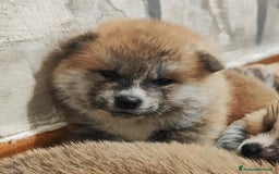 Akita Inu cani in vendita: AKITA CUCCIOLI da Allevamento ENCI - Immagine 9