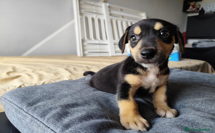 Segugio cani a Città metropolitana di Messina - Annuncio 1