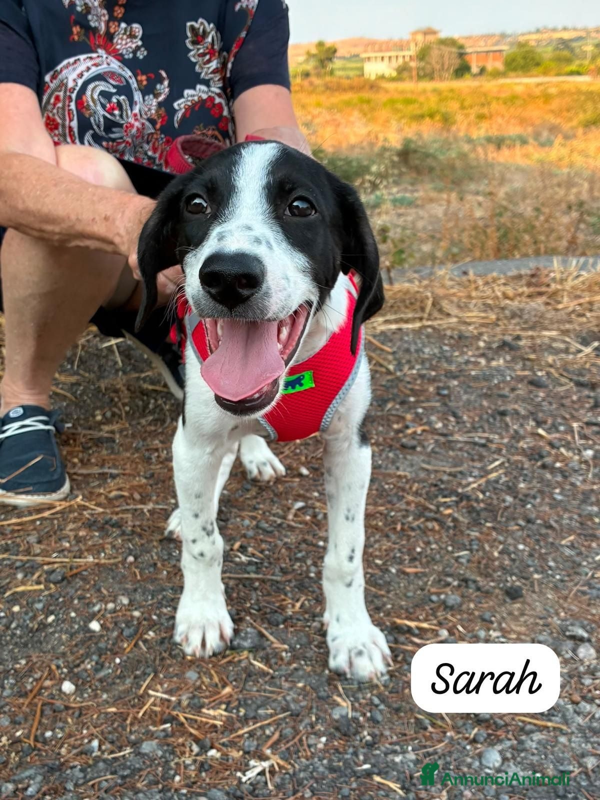 Meticcio cani Sarah - Annuncio 2